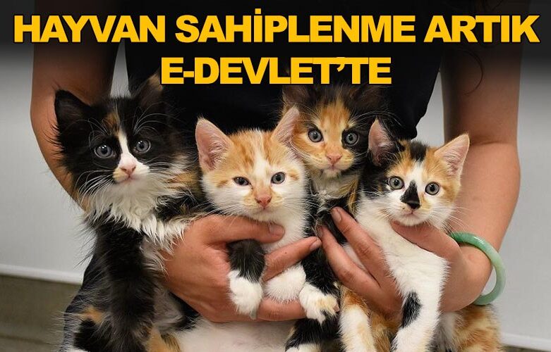 Hayvan Sahiplenmede Kesin Çözüm ve Başvuru Püf Noktaları [2026] - Kapak Görseli